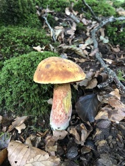 Neoboletus luridiformis