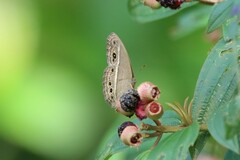 Mycalesis perseoides