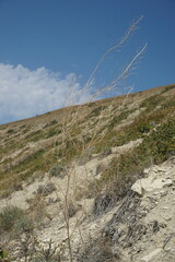 Brassica elongata pinnatifida