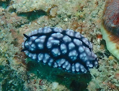 Phyllidiella pustulosa