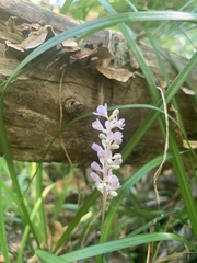 Liriope