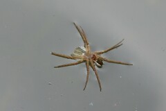 Dolomedes mizhoanus