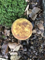 Neoboletus luridiformis