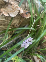 Liriope