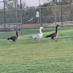 Anser anser × Branta canadensis