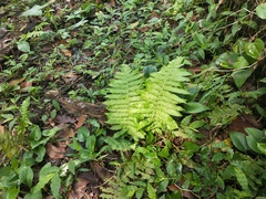 Thelypteridaceae