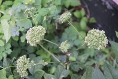 Angelica sylvestris