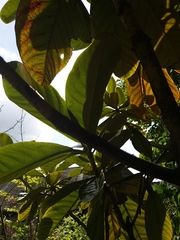 Eriobotrya japonica