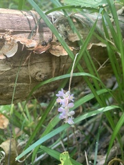 Liriope