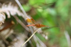Brachythemis contaminata