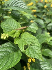 Conocephalus fasciatus