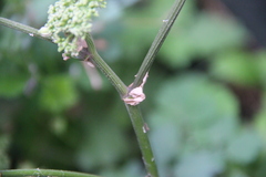 Angelica sylvestris