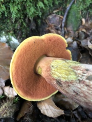 Neoboletus luridiformis