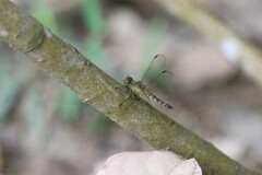 Neurothemis fluctuans