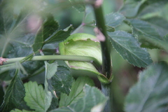 Angelica sylvestris