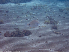 Diplodus annularis