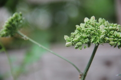 Angelica sylvestris
