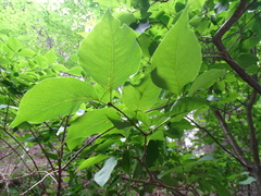 Syringa