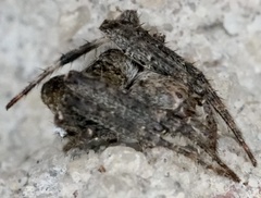 Eustala anastera