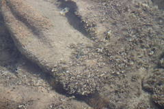 Thalassoma pavo