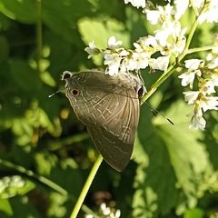Deudorix epijarbas