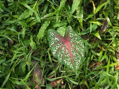 Caladium bicolor
