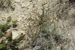 Brassica elongata pinnatifida