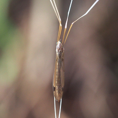 Tipulomorpha