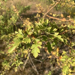Crataegus monogyna