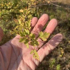 Crataegus monogyna