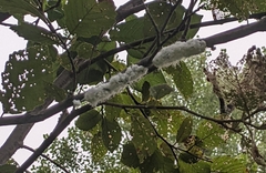 Prociphilus tessellatus