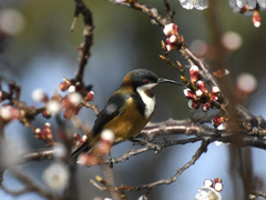 Acanthorhynchus tenuirostris