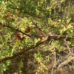Crataegus monogyna