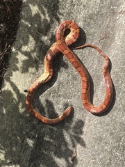 Pantherophis guttatus