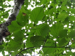 Betula cordifolia