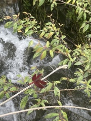 Neurothemis taiwanensis