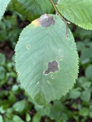 Cameraria corylisella