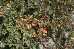 Cuscuta lupuliformis