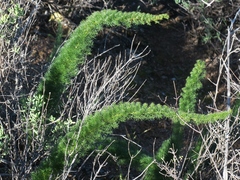 Asparagus juniperoides