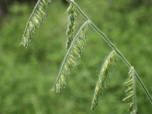 Image of Eriochloa lemmonii by (c) Sue Carnahan, some rights reserved (CC BY)