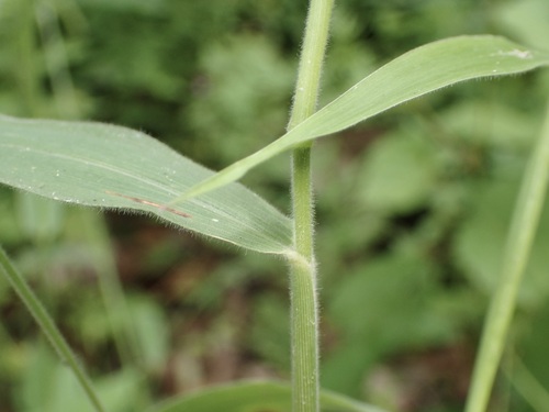 Image of Eriochloa lemmonii by (c) Sue Carnahan, some rights reserved (CC BY)