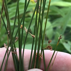 Juncus