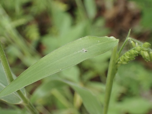 Image of Eriochloa lemmonii by (c) Sue Carnahan, some rights reserved (CC BY)