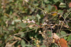 Cuscuta lupuliformis