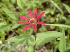 Zinnia peruviana