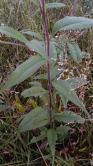 Helianthus giganteus