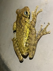 Osteopilus dominicensis