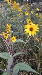 Helianthus giganteus