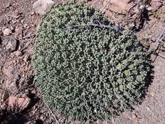 Euphorbia pulvinata