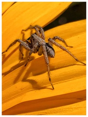 Lycosidae